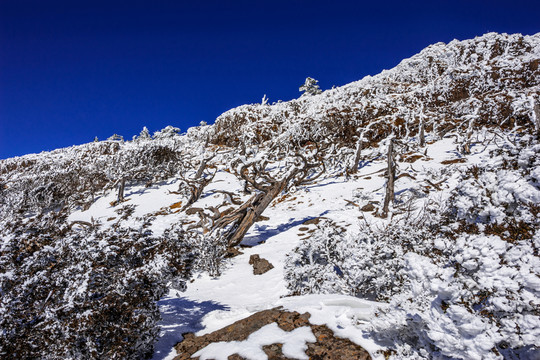 傲骨林 昆明轎子雪山