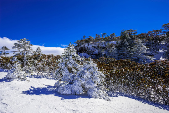 昆明轎子雪山
