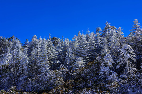冷杉林 昆明轎子雪山