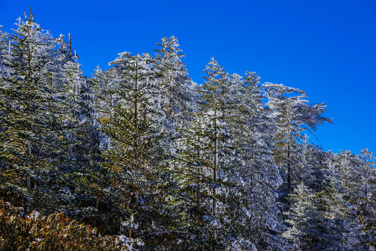 冷杉林 昆明轎子雪山