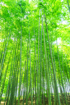 竹葉 竹子 竹林