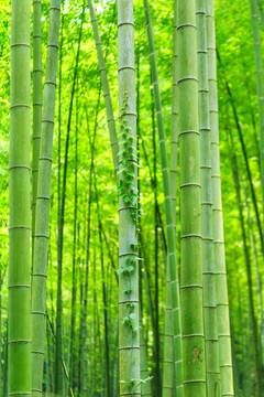 竹葉 竹子 竹林