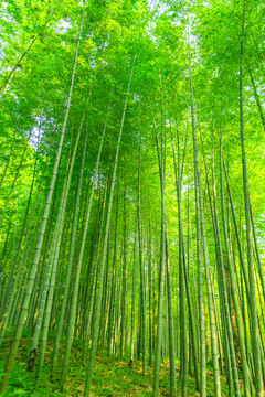 竹葉 竹子 竹林