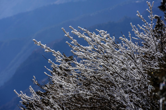 霧凇 昆明轎子雪山