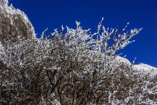 雪景 昆明轎子雪山