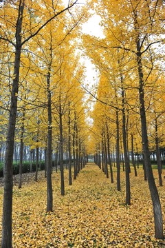 銀杏樹林
