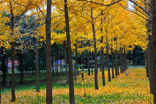 銀杏林  樹林