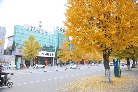 城市道路  銀杏樹