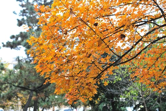 紅楓  楓樹