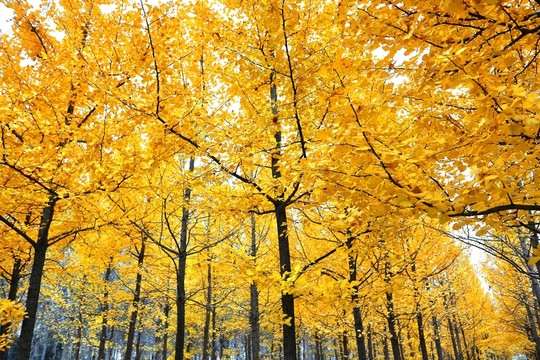 樹林  森林