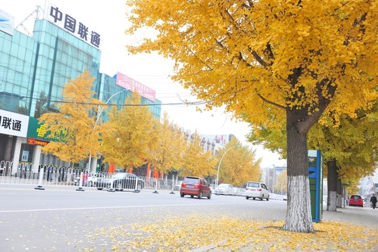 城市風景  街道  城市綠化