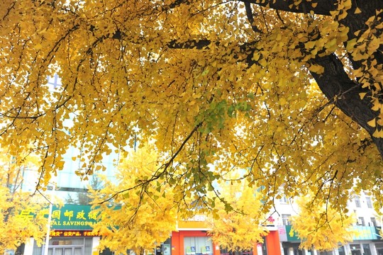 銀杏樹