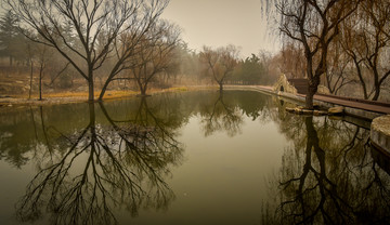 公園的樹