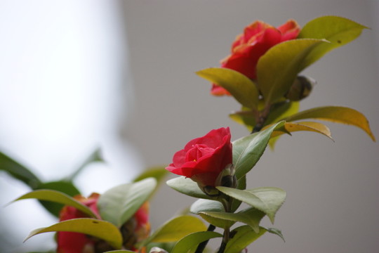 茶花