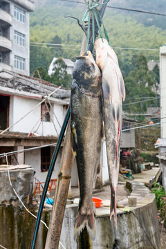 魚(yú)