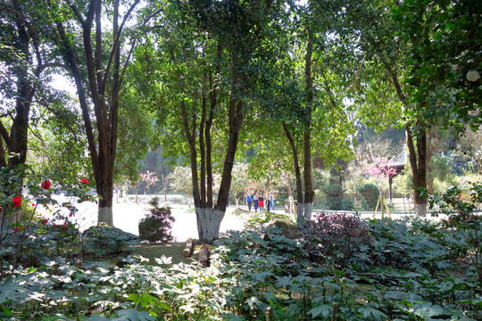 園林風(fēng)光 南山風(fēng)景區(qū) 園林背景