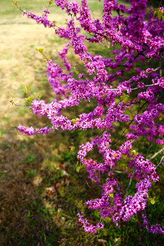 紫荊花