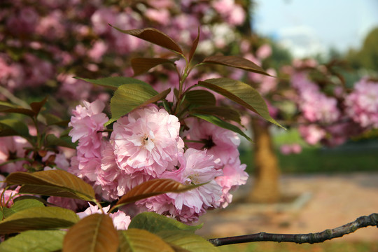 櫻花