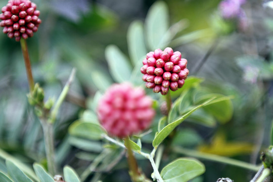 球花刺球 植物