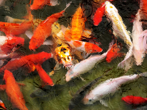 觀賞魚 錦鯉 魚