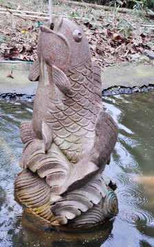 石鯉魚