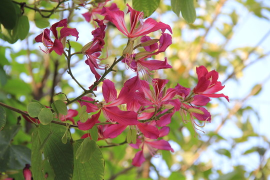 紫荊花