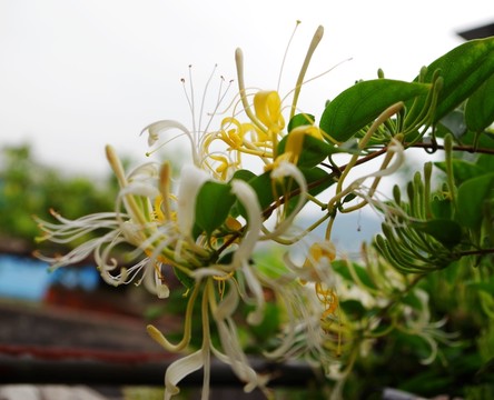 金銀花花瓣