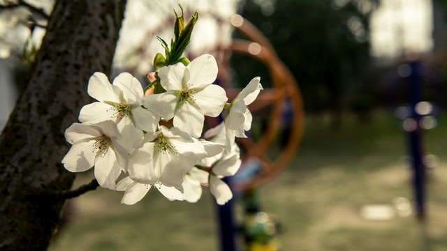櫻花