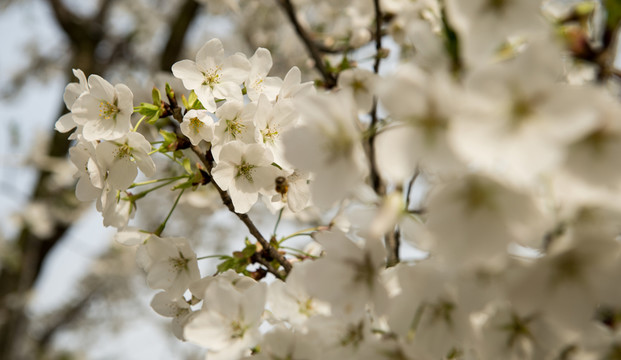 櫻花