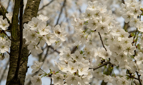 櫻花
