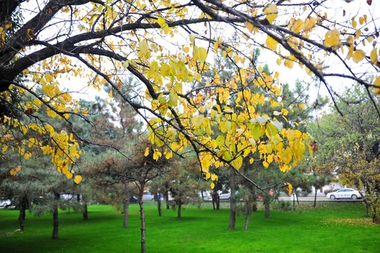 秋景 樹(shù)木