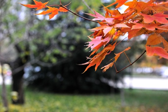 紅葉 樹葉 金秋