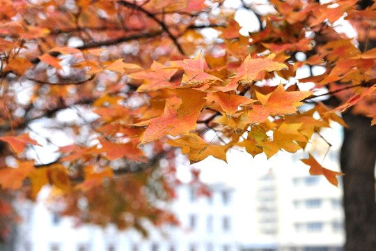紅葉 樹葉 葉子