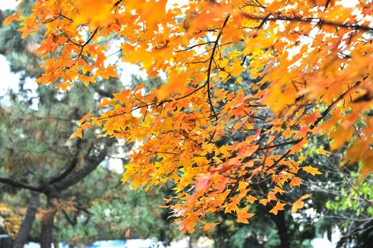 樹林 樹木 金黃色