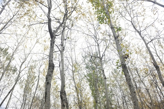 樹林 樹木
