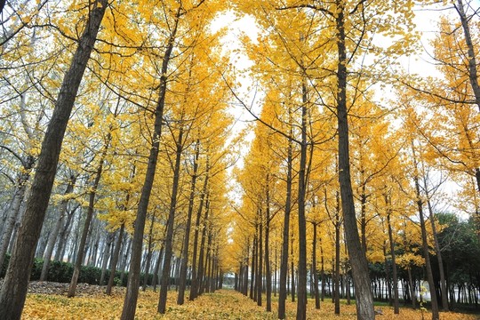 秋景 銀杏樹(shù)