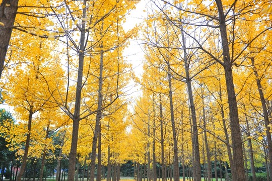 樹林 金秋 樹木
