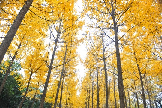 樹林 銀杏林