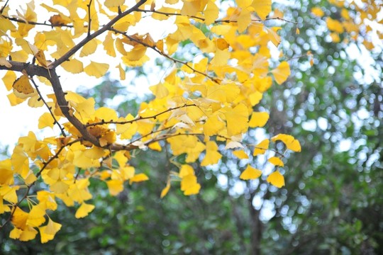 黃葉 樹(shù)葉 金秋