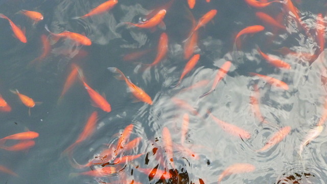 金魚