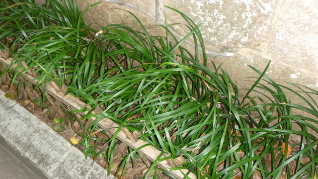 墻角 雜草