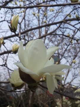 玉蘭花開