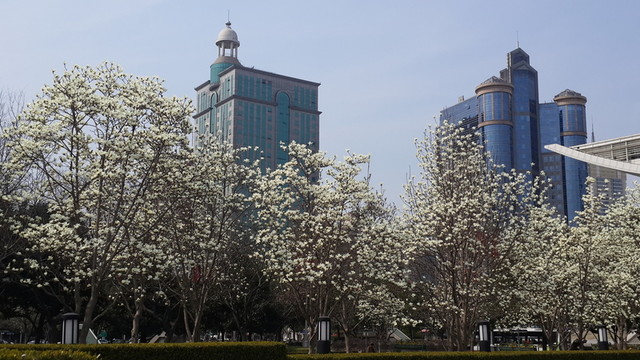 玉蘭花開(kāi)