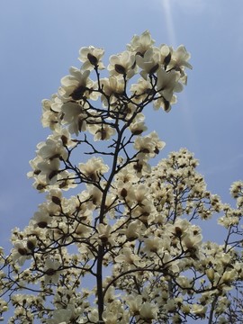 玉蘭花開