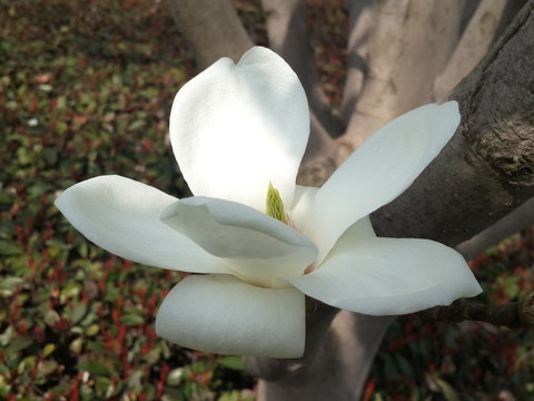 玉蘭花開(kāi)