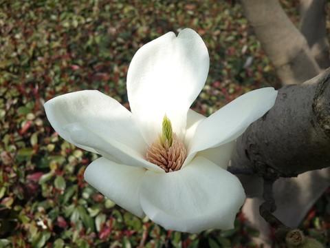 玉蘭花開(kāi)