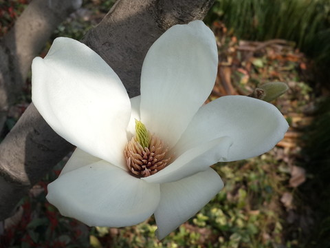 玉蘭花開