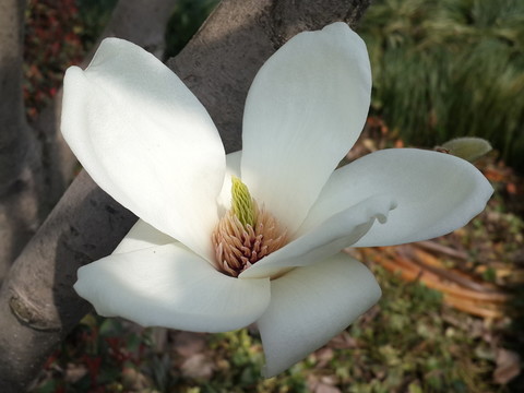 玉蘭花開