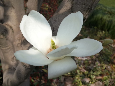 玉蘭花開