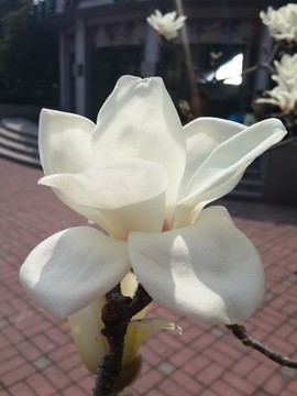 玉蘭花開(kāi)